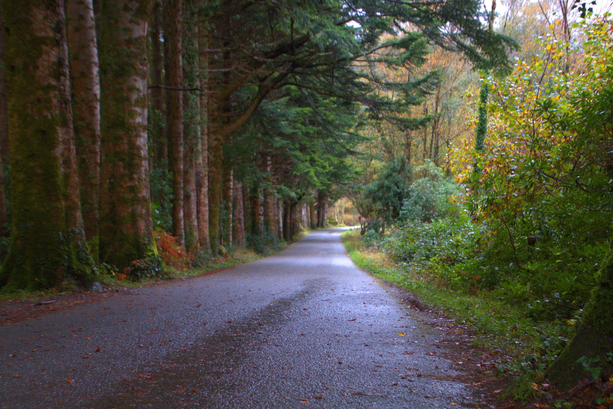 Attempt at Leading Lines